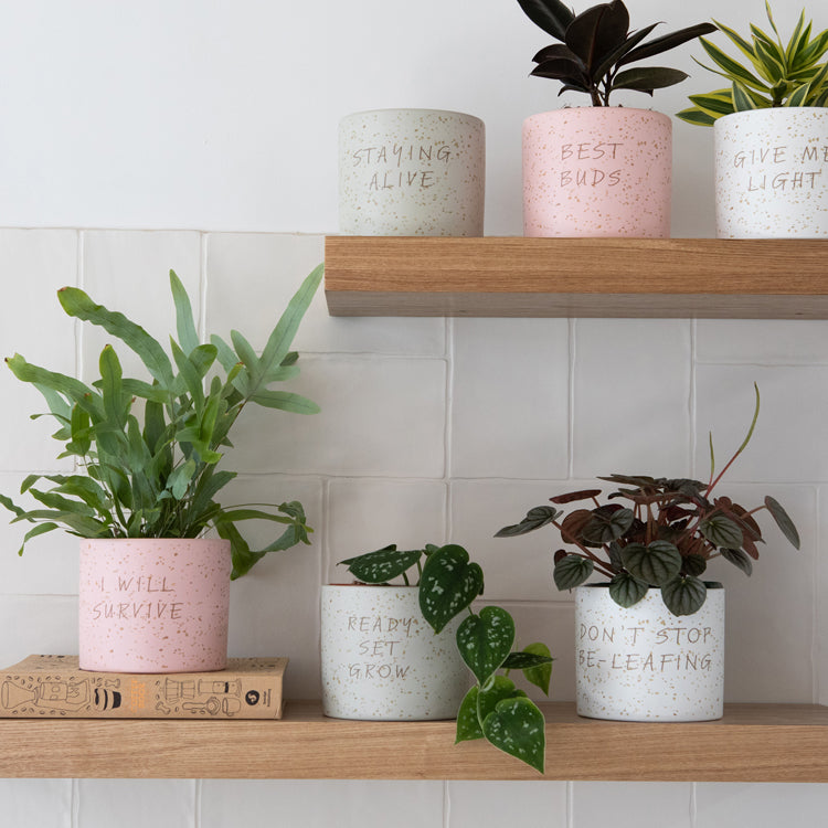 Quirky Quotes Planters (3 Ast)