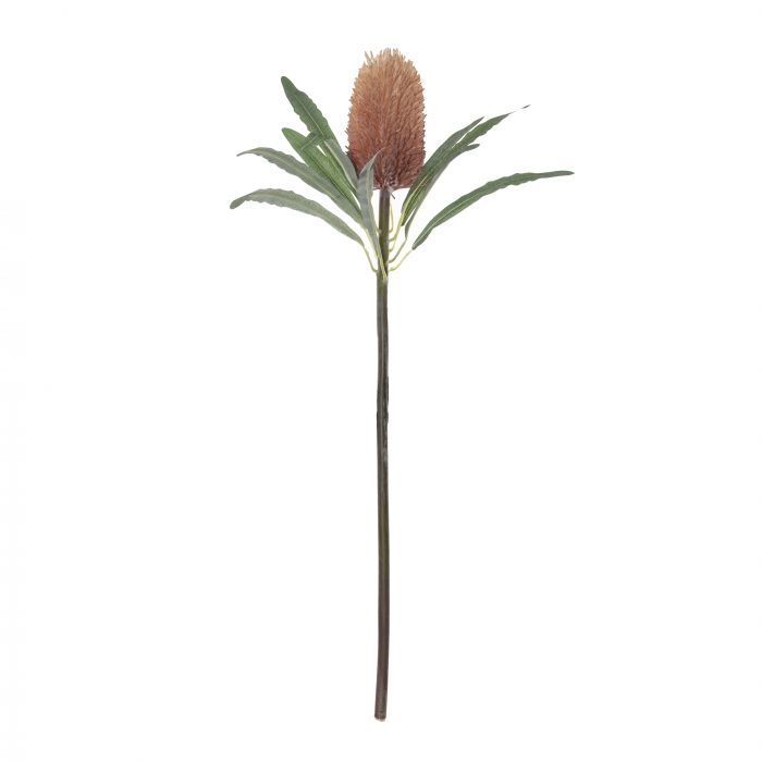 Banksia Cone Stem (Coral)